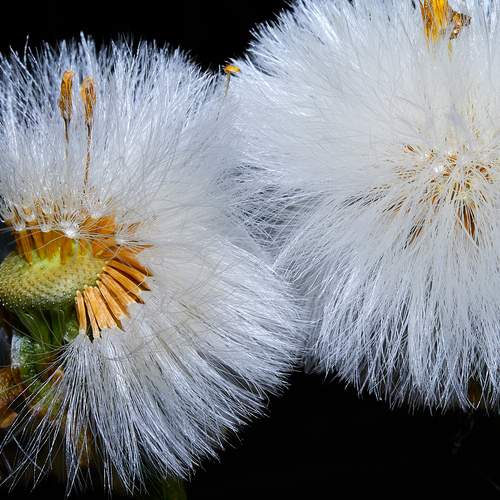 Photo #13030304
