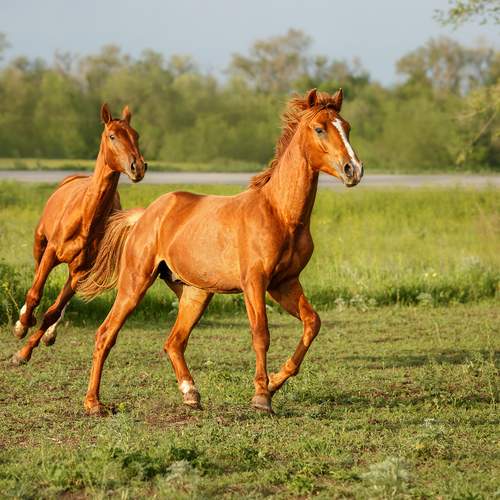 Фотография #13030345