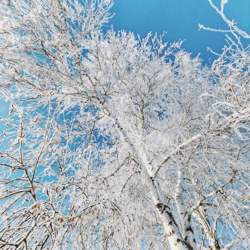 Photo #13030520