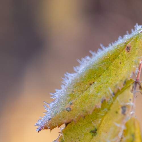 Photo #13030624