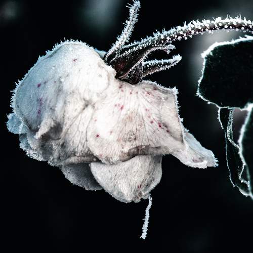 Photo #13030650