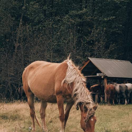 Photo #13030954