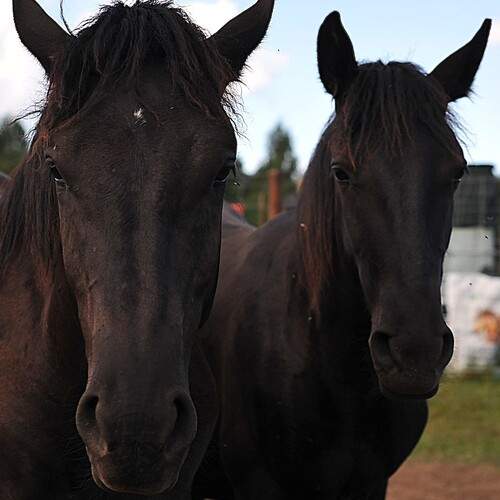 Фотография #13031279