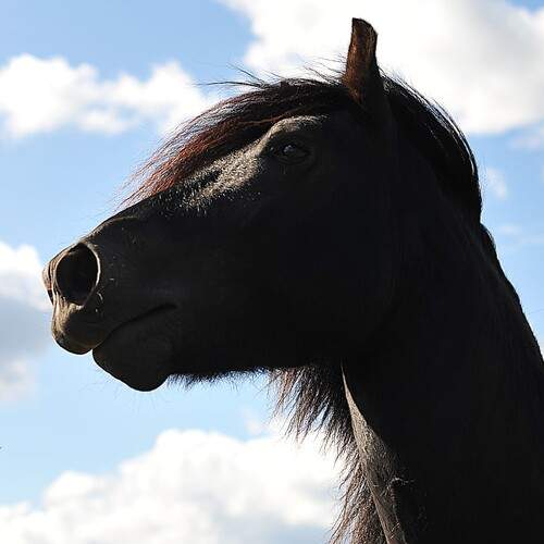 Фотография #13031280