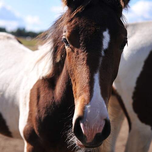 Фотография #13031282