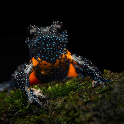 Фотография #13031475