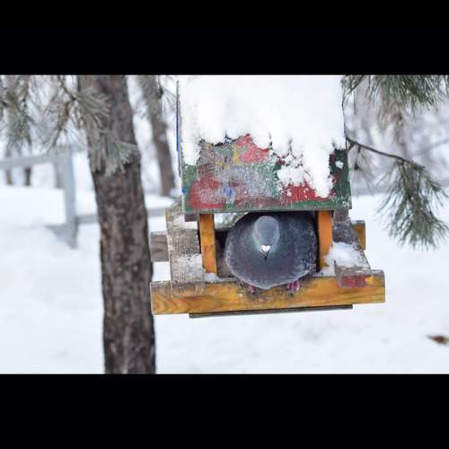 Photo #13031547