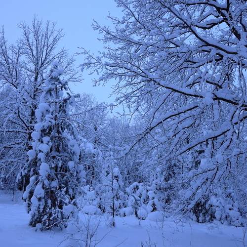 Photo #13031640