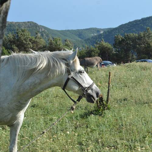 Photo #13032080