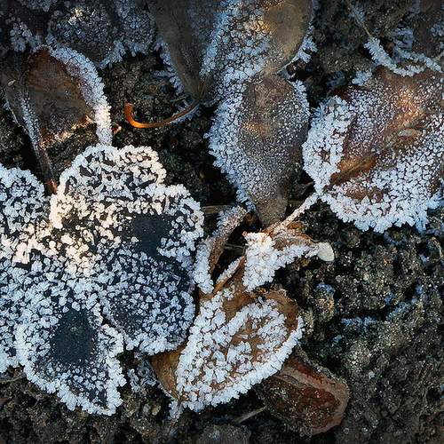 Photo #13032253