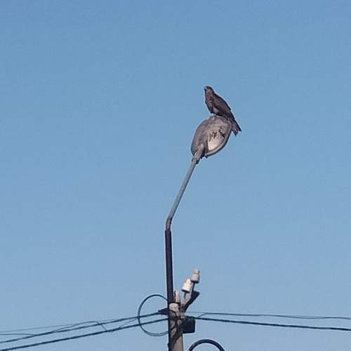 Photo #13032339