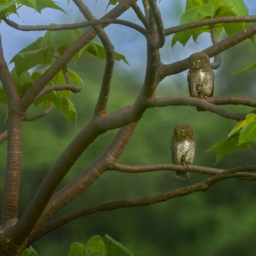 Mating Pair!