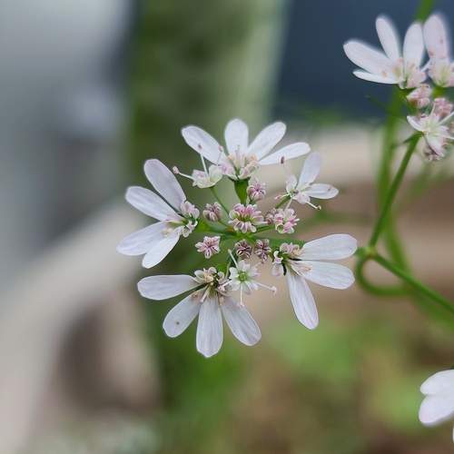 Photo #13032583