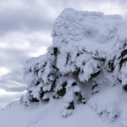 Photo #13032585