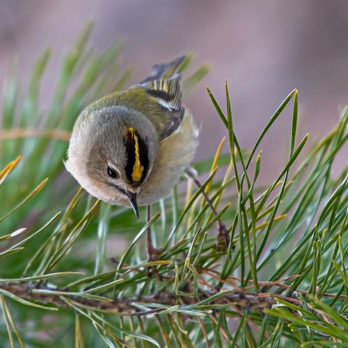 Photo #13032592