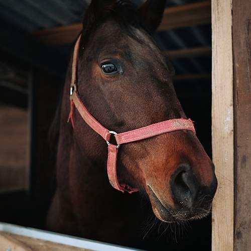 Photo #13032863