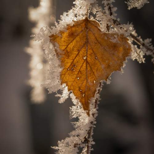 Photo #13033192