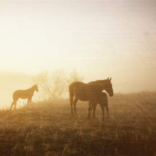 Photo #13033226