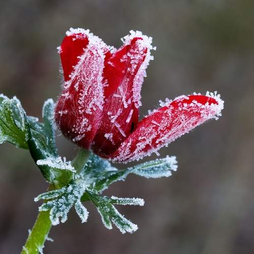 Фотография #13033625