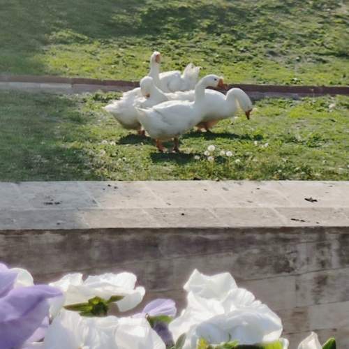 Photo #13033629