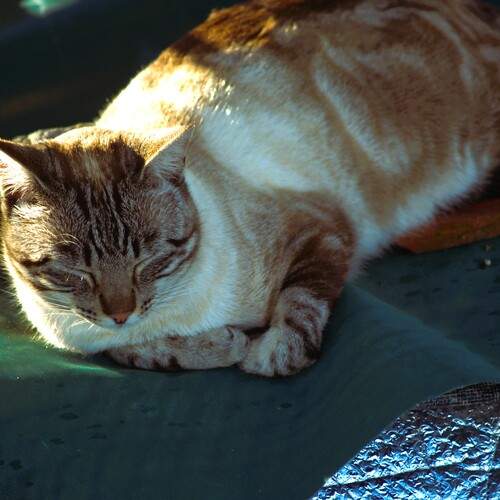 Photo #13034331
