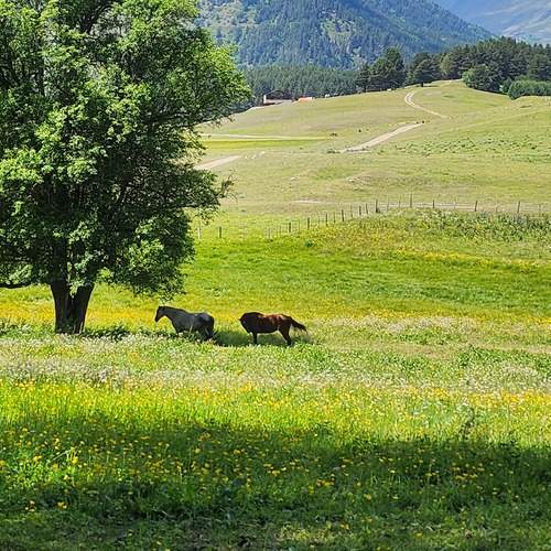 Photo #13034565