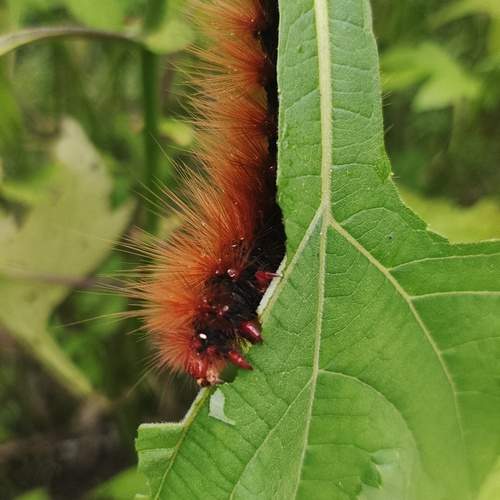 Woolly bear caterpillar