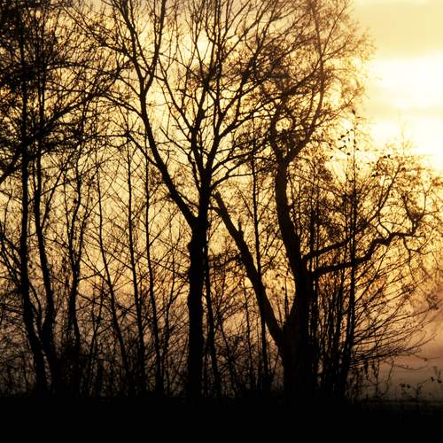Photo #13036351