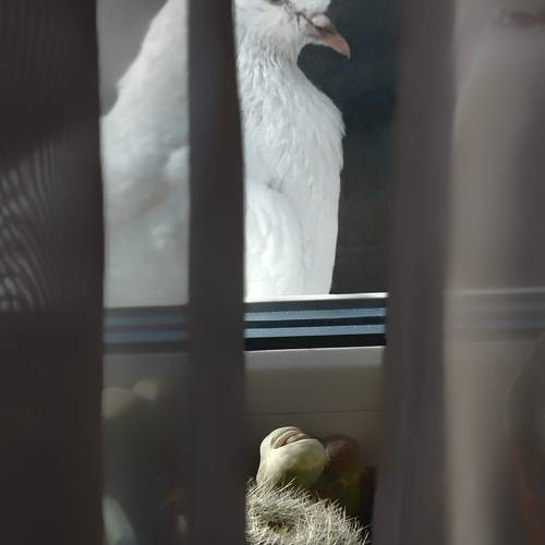 Фотография #13036391