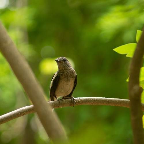Copsychus saularis, female