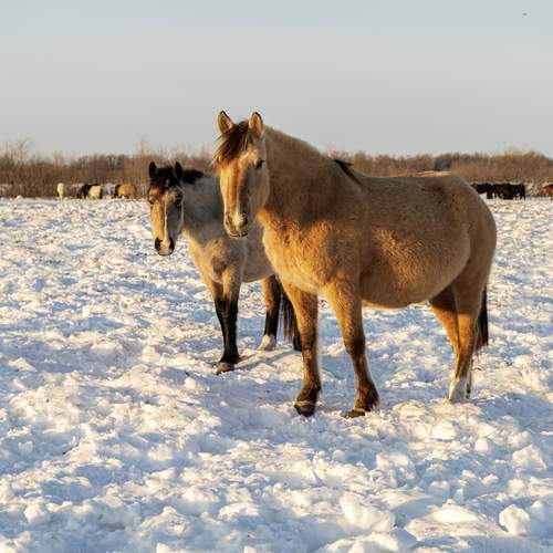 Photo #13036453