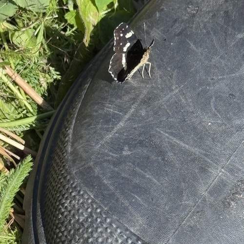 Photo #13036684