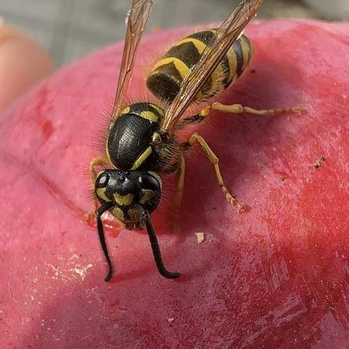 Photo #13036689