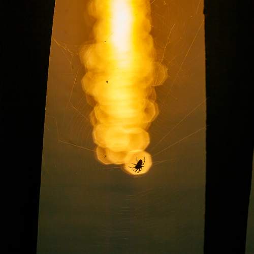 Photo #13036922