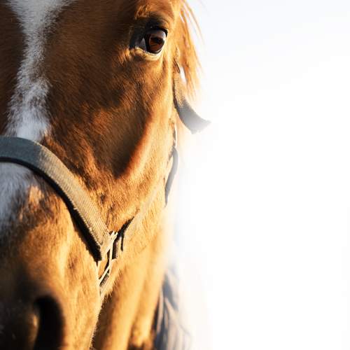 Photo #13037411