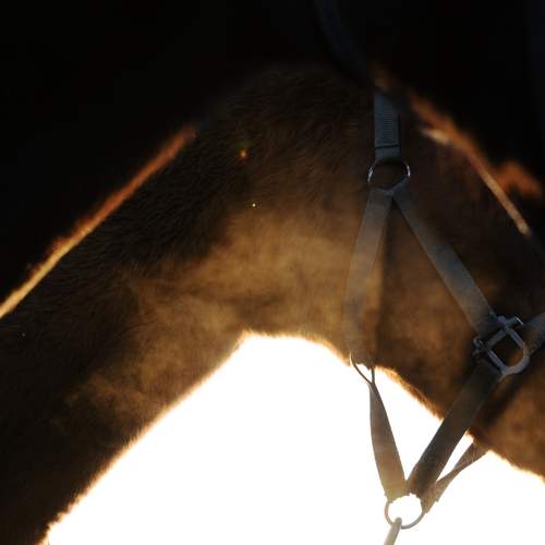 Photo #13037415