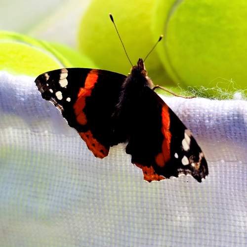 Photo #13037582