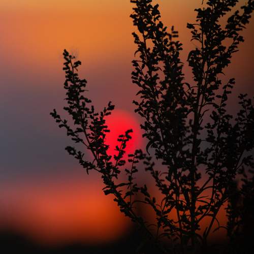 Photo #13037717