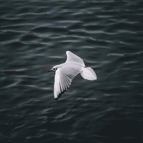 Photo #13037896