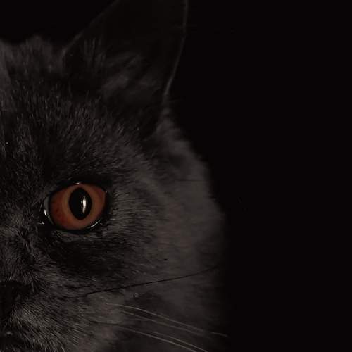 Photo #13038007