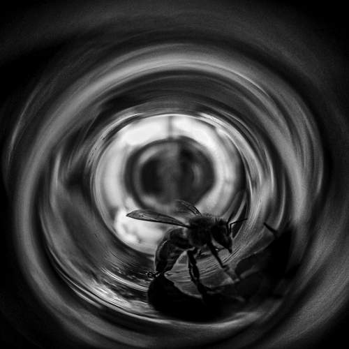 Photo #13038241
