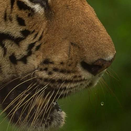 Photo #13038608