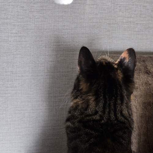 Photo #13038646
