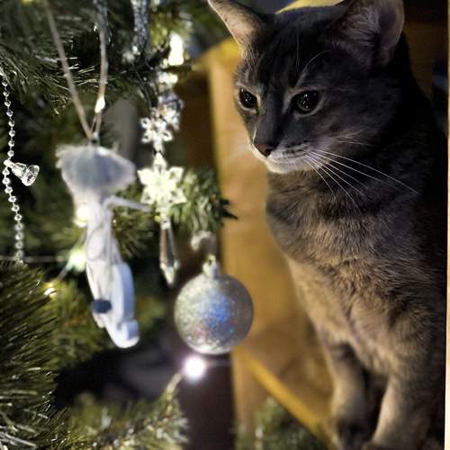 Photo #13039221