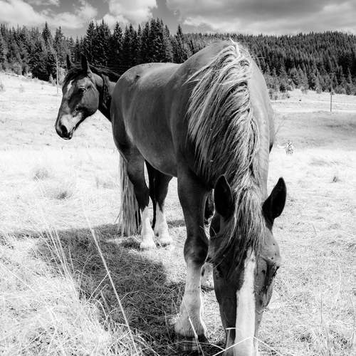 Photo #13039558