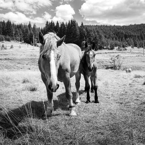 Photo #13039560