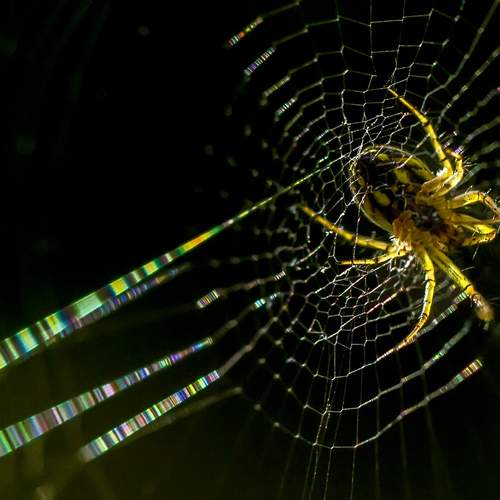 SPIDER