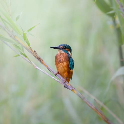 Alcedo atthis in Delta del Ebro (Spain)