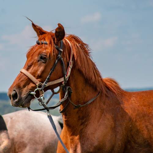 Photo #13040700