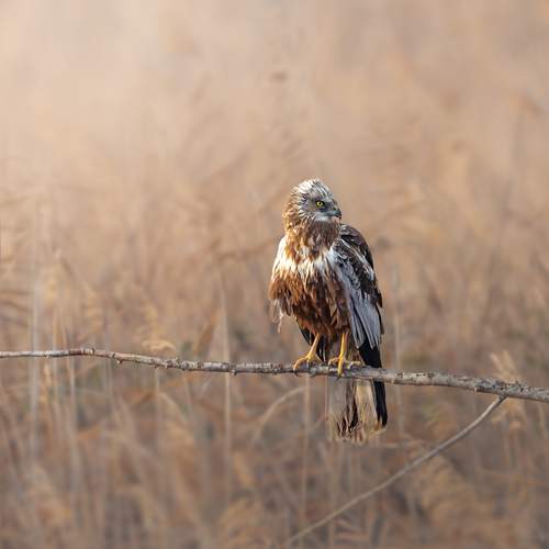 Circus aeruginosus in Delta del Ebro (Spain)
